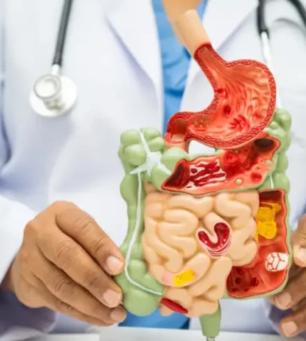 Doctor holding an anatomical model of the human digestive system, representing expert gut and hormone health care.