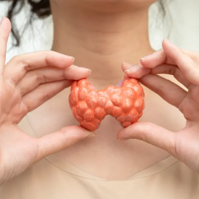 Thyroid gland model held at the neck representing the role of thyroid meal planning in thyroid health